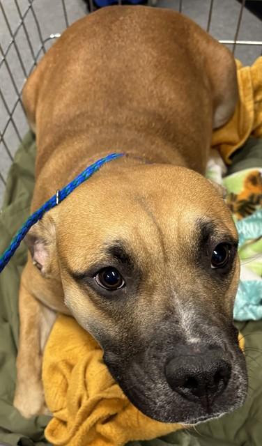 LILLY, Adoptable, Young Female Staffordshire Bull Terrier.