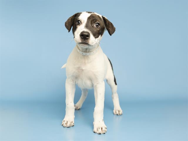 Enlarge JUNE, a Adoptable Pit Bull Terrier in Phoenix, AZ image 1/1
