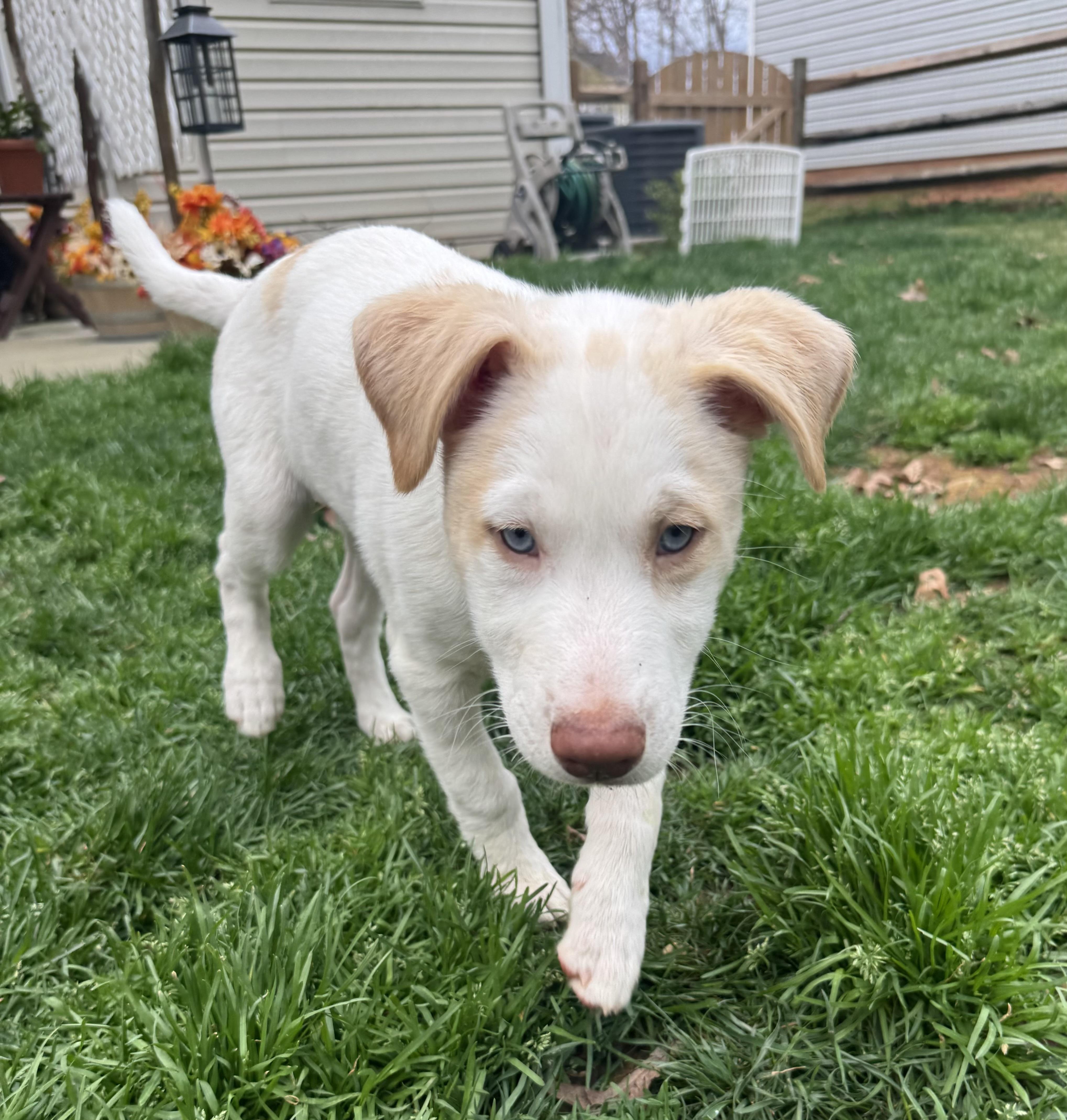 Enlarge Alvin , an adopted mixed breed in Kannapolis, NC image 6/6