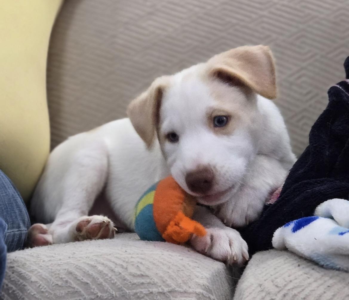 Enlarge Alvin , an adopted mixed breed in Kannapolis, NC image 3/6