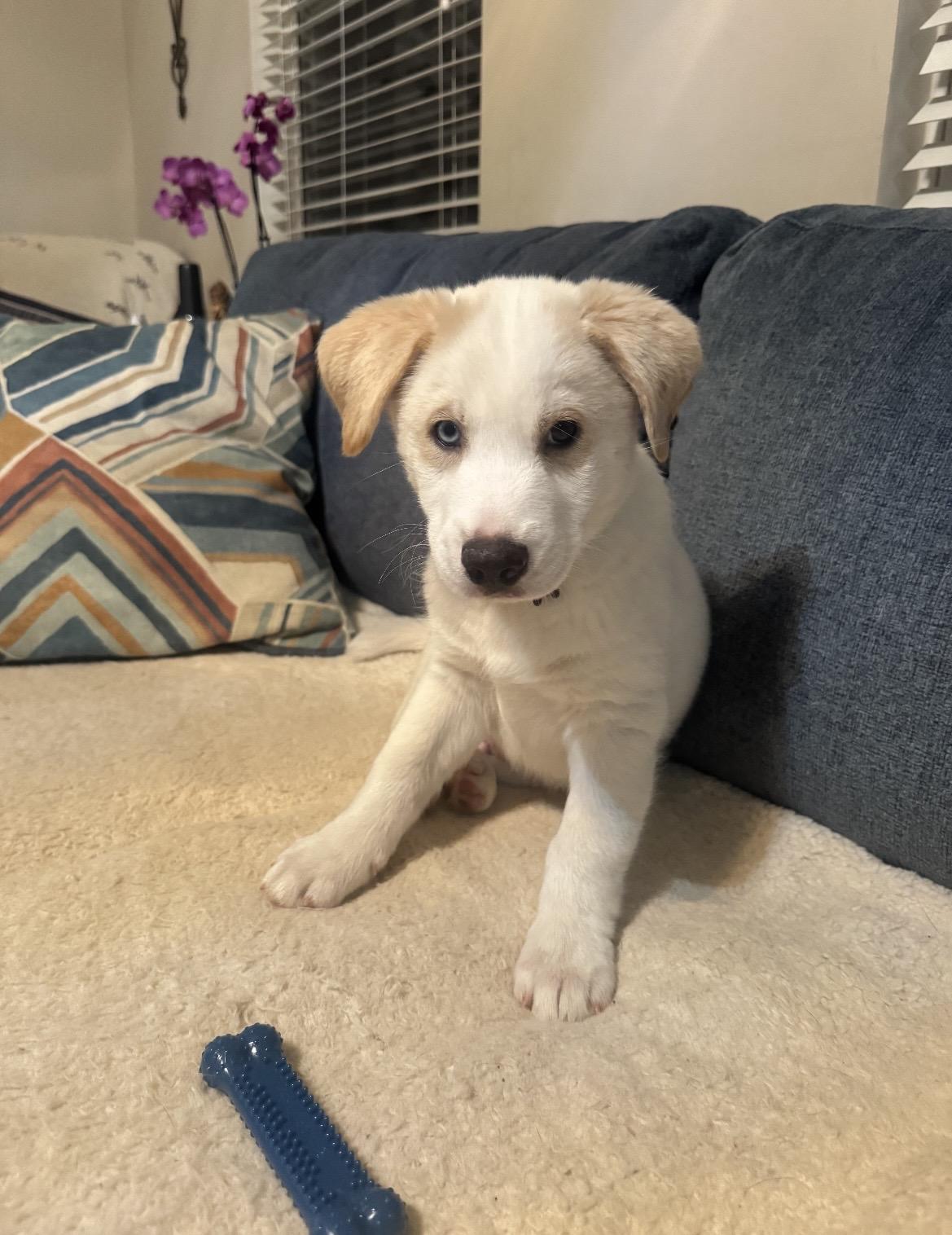 Enlarge Alvin , an adopted mixed breed in Kannapolis, NC image 5/6