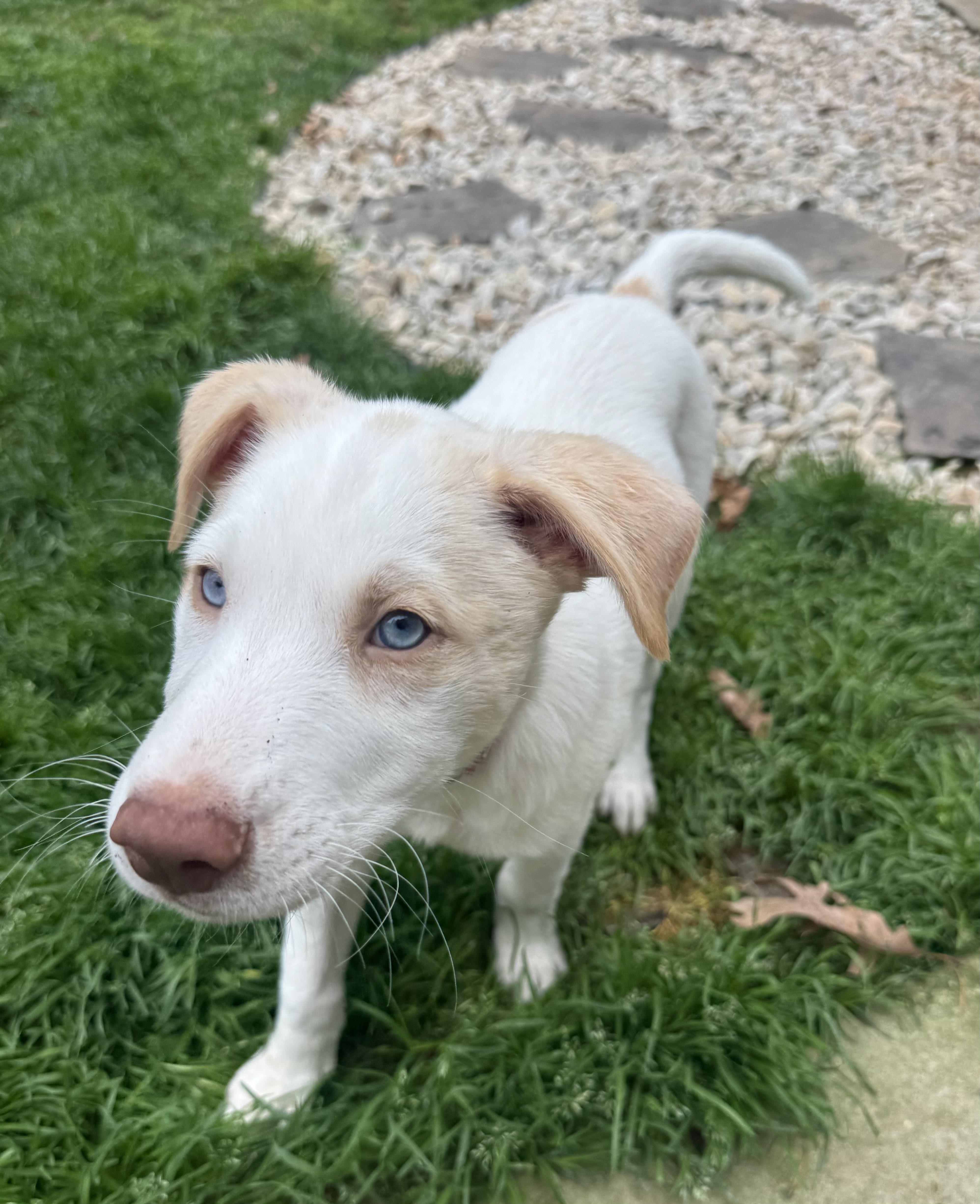 Enlarge Alvin , an adopted mixed breed in Kannapolis, NC image 2/6