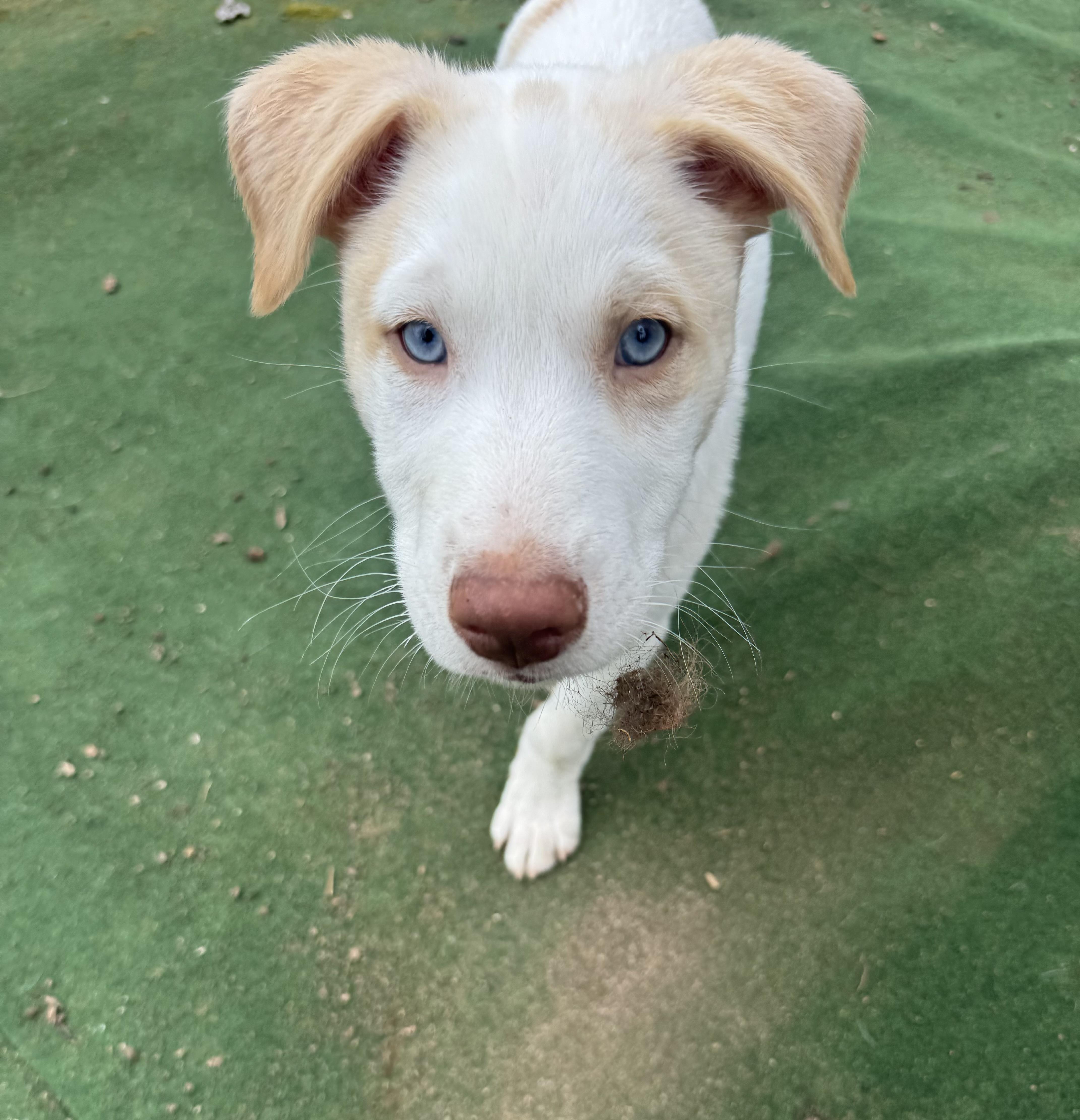 Alvin , adopted, Puppy Male Husky & Mixed Breed.