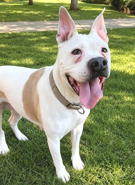 MAMAS, Adoptable, Adult Female Pit Bull Terrier & Mixed Breed.