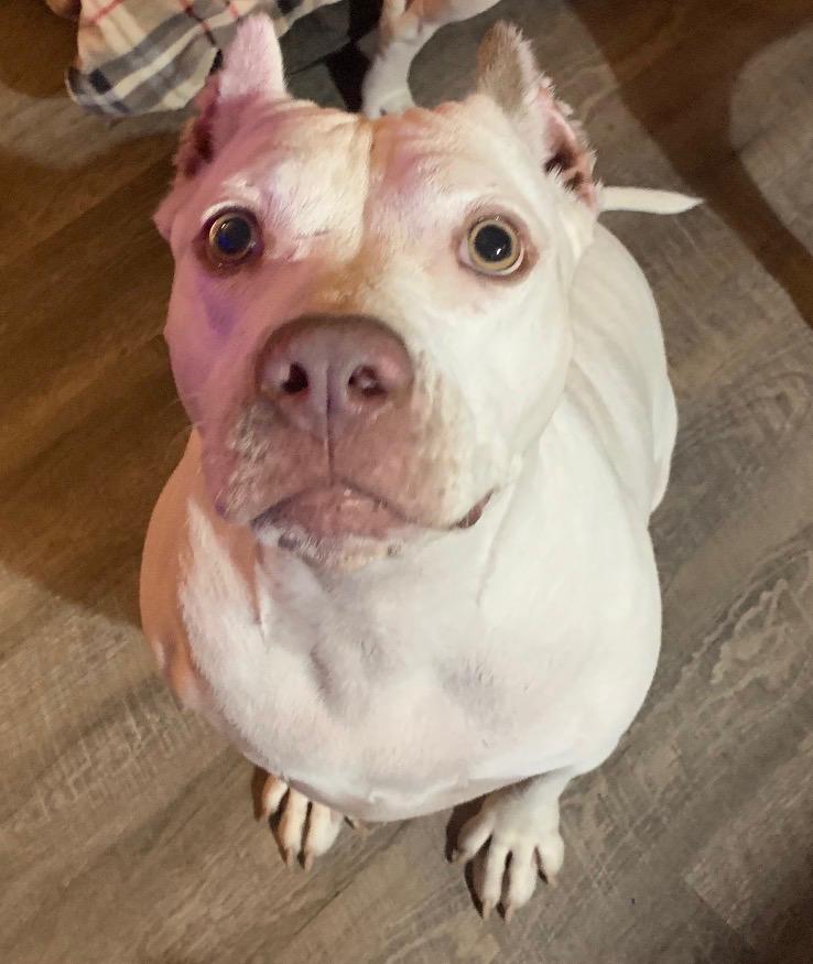 Sugar, ADOPTABLE, Senior Female Pit Bull Terrier.