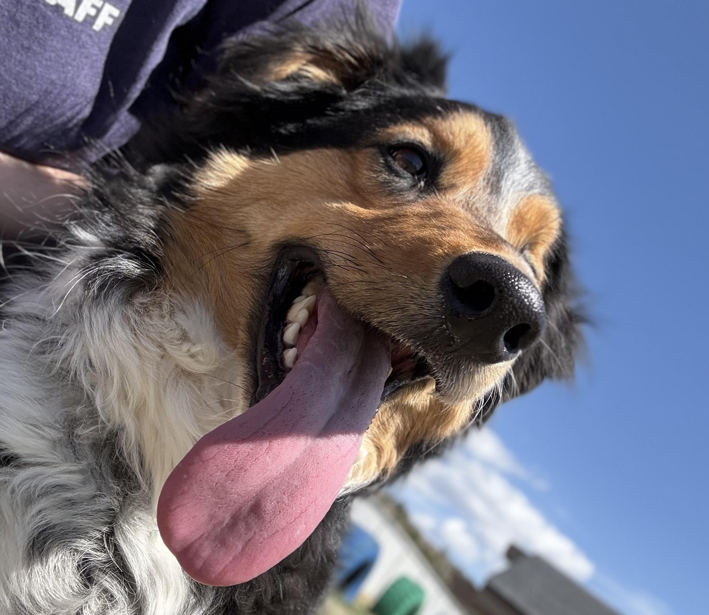 Enlarge Rocky, an adoptable mixed breed in Eagle, CO image 6/6