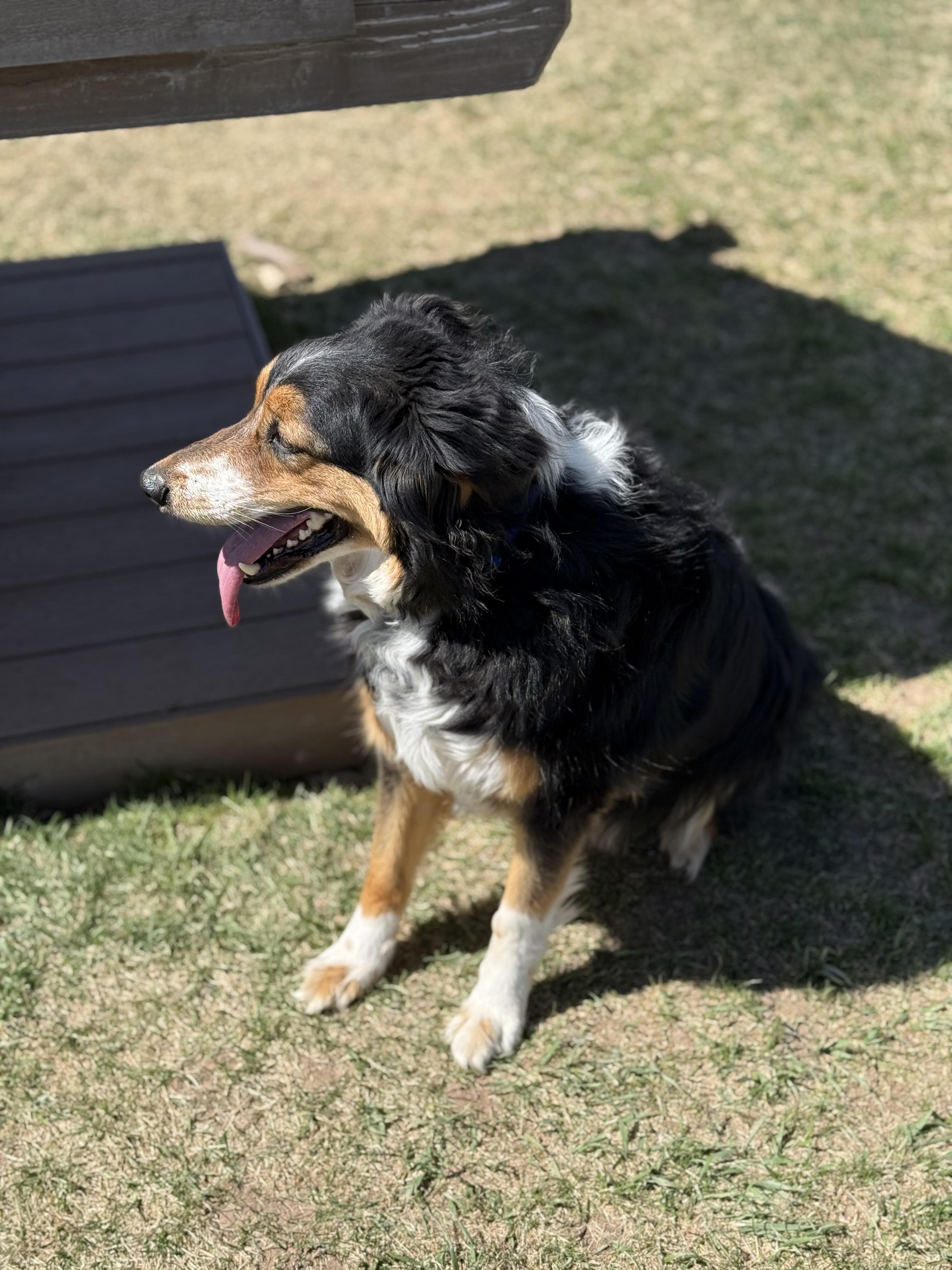 Enlarge Rocky, an adoptable mixed breed in Eagle, CO image 2/6
