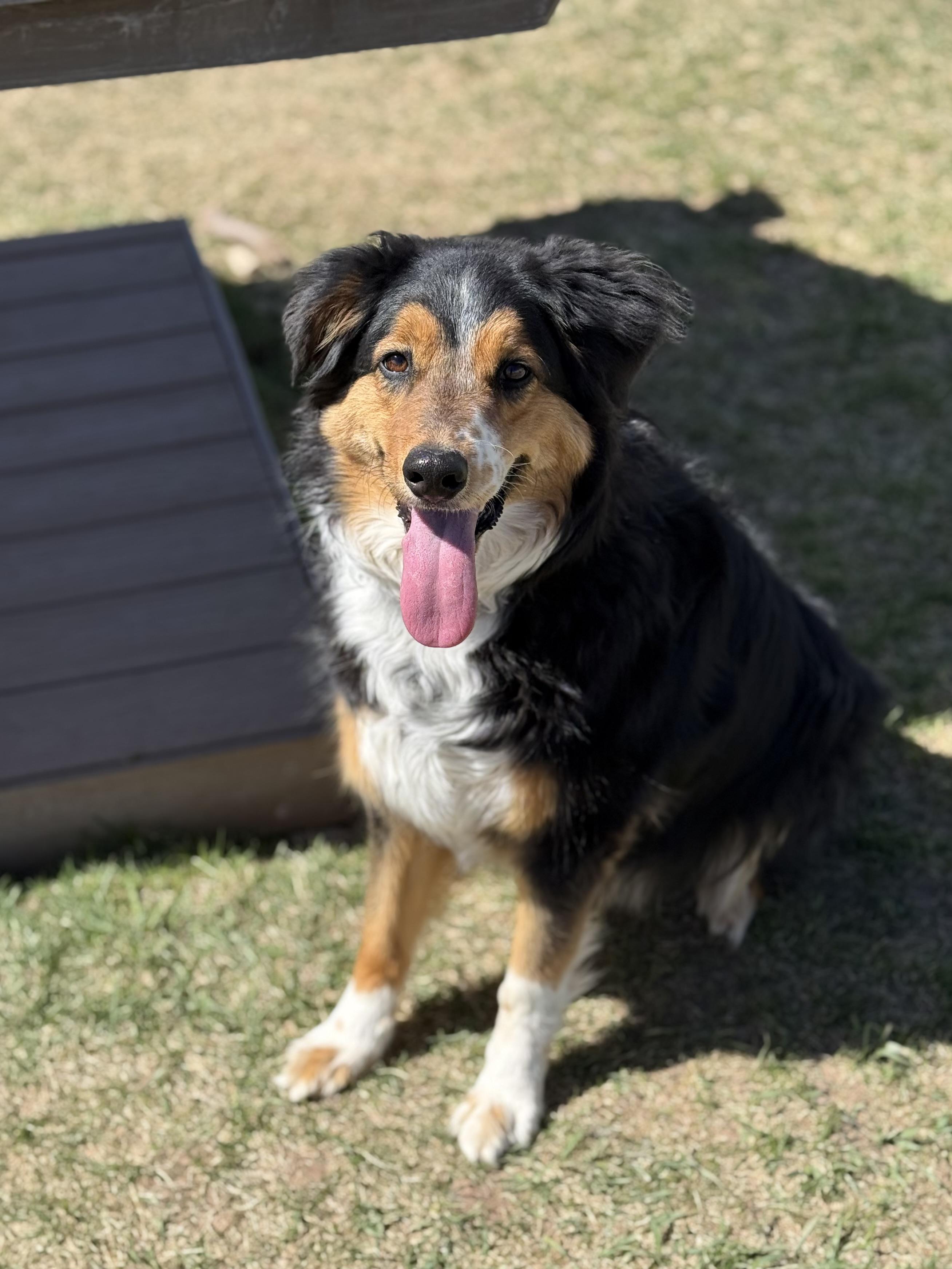 Enlarge Rocky, an adoptable mixed breed in Eagle, CO image 1/6