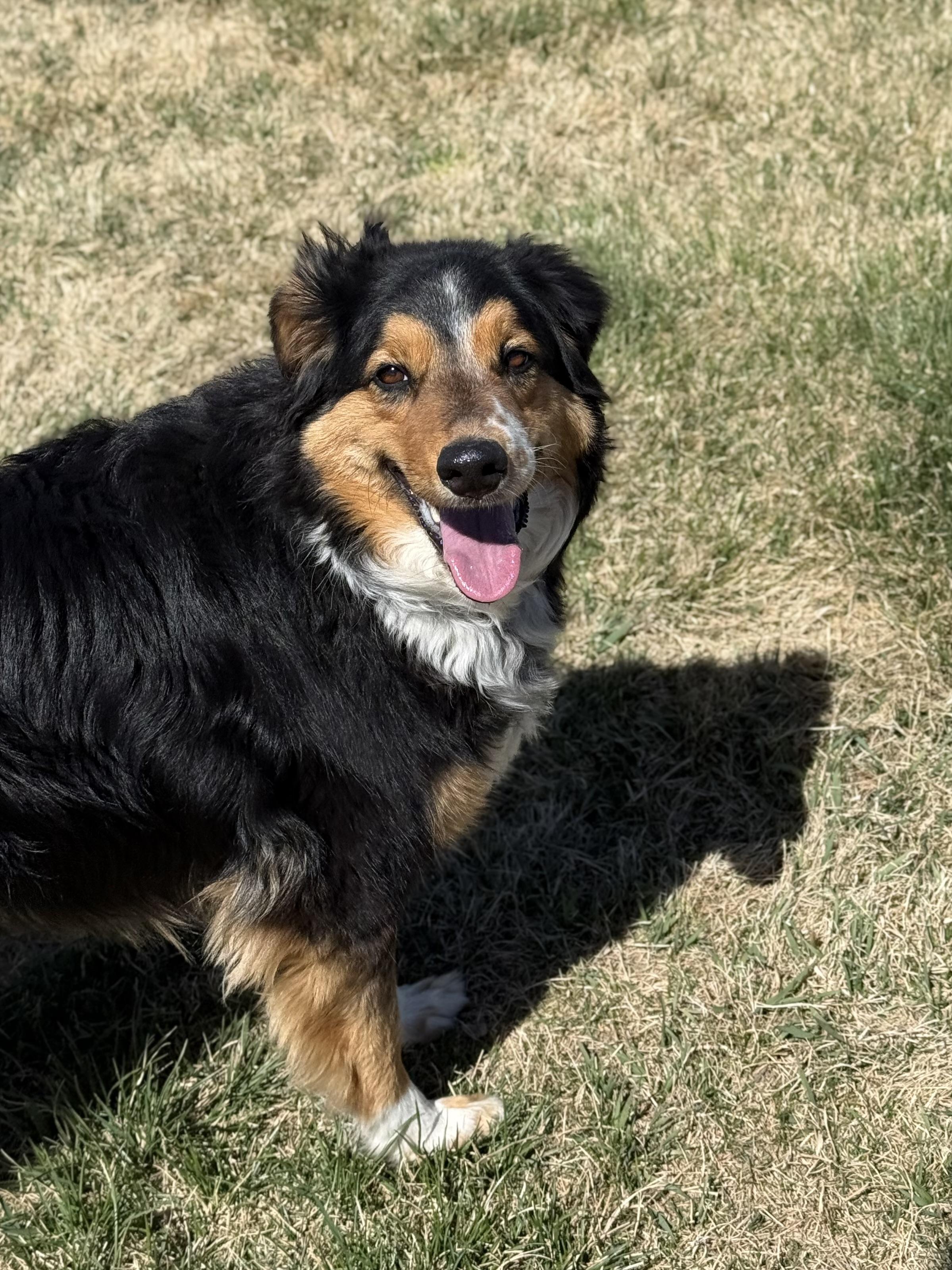 Enlarge Rocky, an adoptable mixed breed in Eagle, CO image 3/6