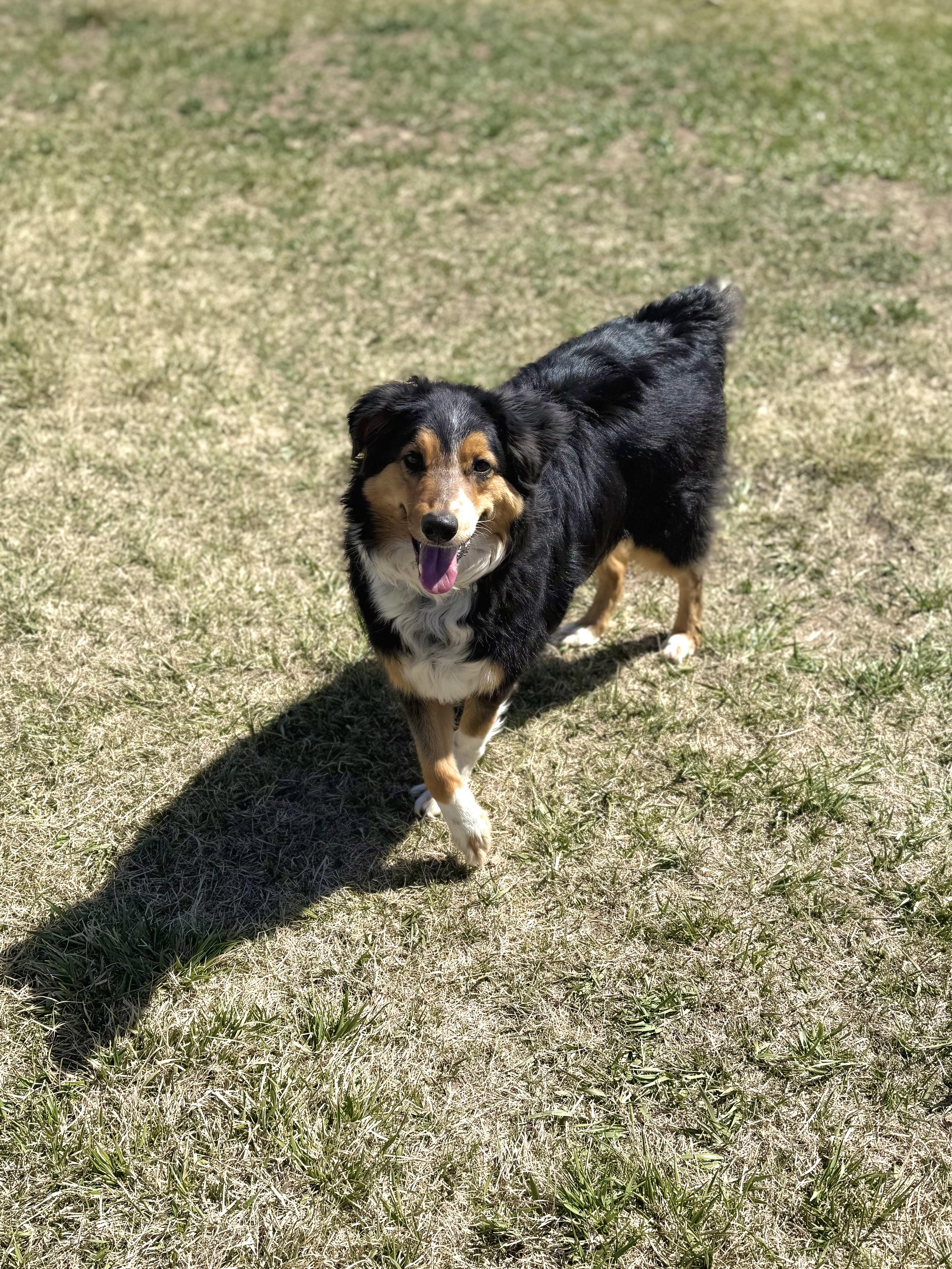 Enlarge Rocky, an adoptable mixed breed in Eagle, CO image 4/6