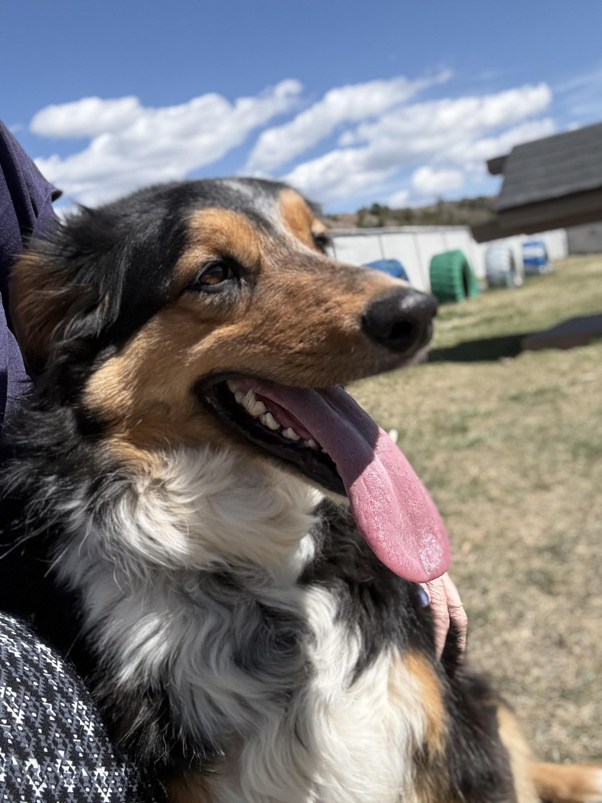 Enlarge Rocky, an adoptable mixed breed in Eagle, CO image 5/6