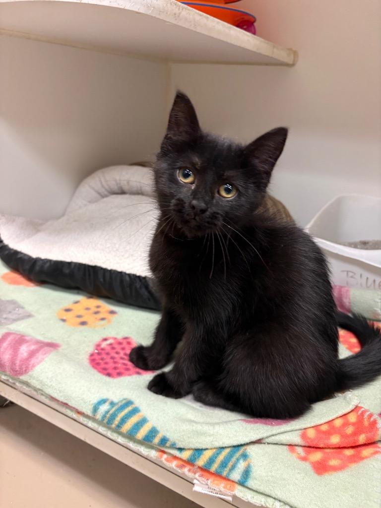Amara (Franklin Terrace), Adoptable, Kitten Female Domestic Short Hair.