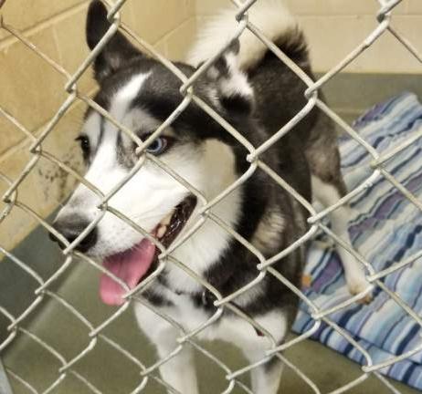 JEWELS (cc#7155), Adoptable, Adult Female Husky.