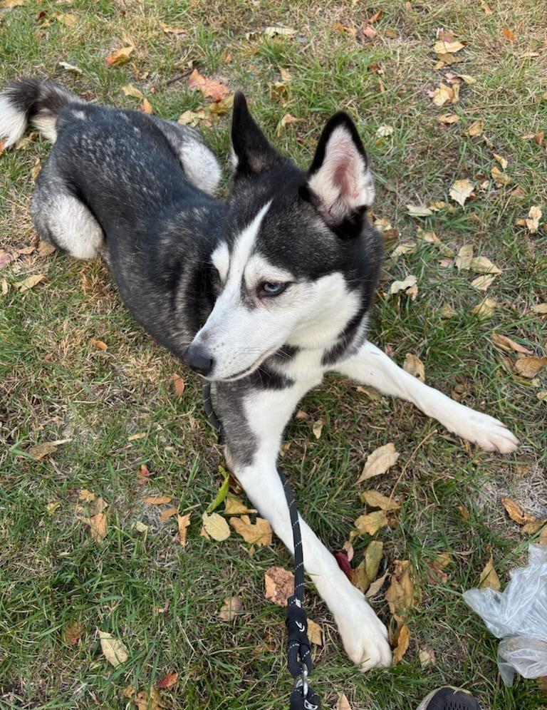 JEWELS (cc#7155), a Adoptable Husky in West Orange, NJ image 2/3