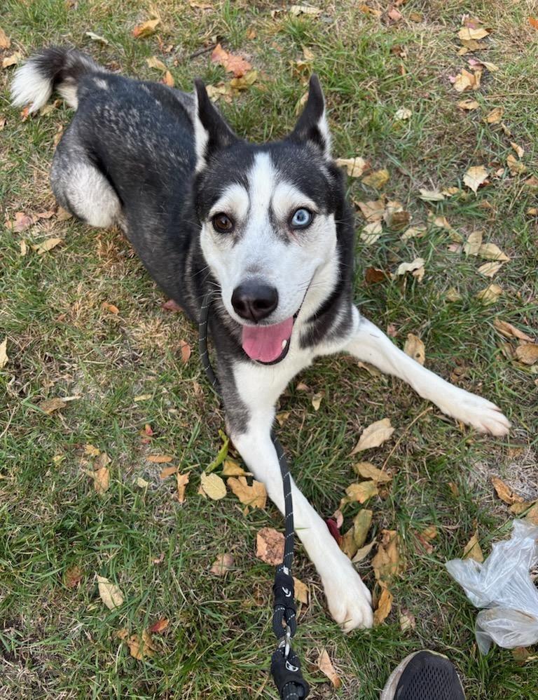 JEWELS (cc#7155), Adoptable, Adult Female Husky.