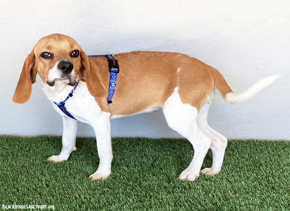 Enlarge Tess, an adopted mixed breed in San Diego, CA image 4/4