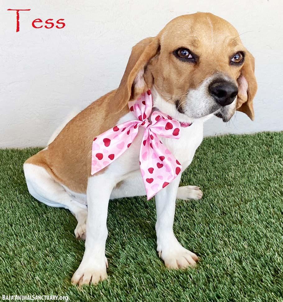 Tess, adopted, Young Female Beagle & Basset Hound.