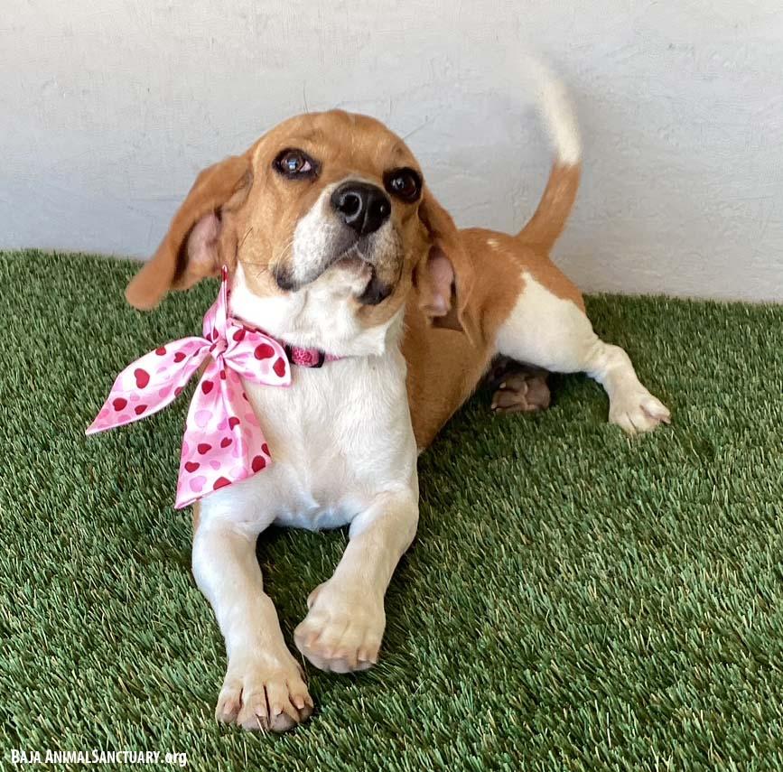 Enlarge Tess, an adopted mixed breed in San Diego, CA image 2/4