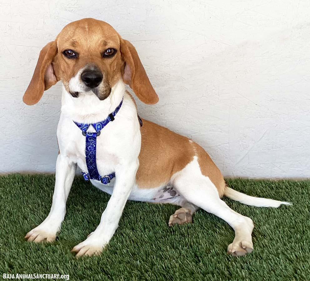 Enlarge Tess, an adopted mixed breed in San Diego, CA image 3/4