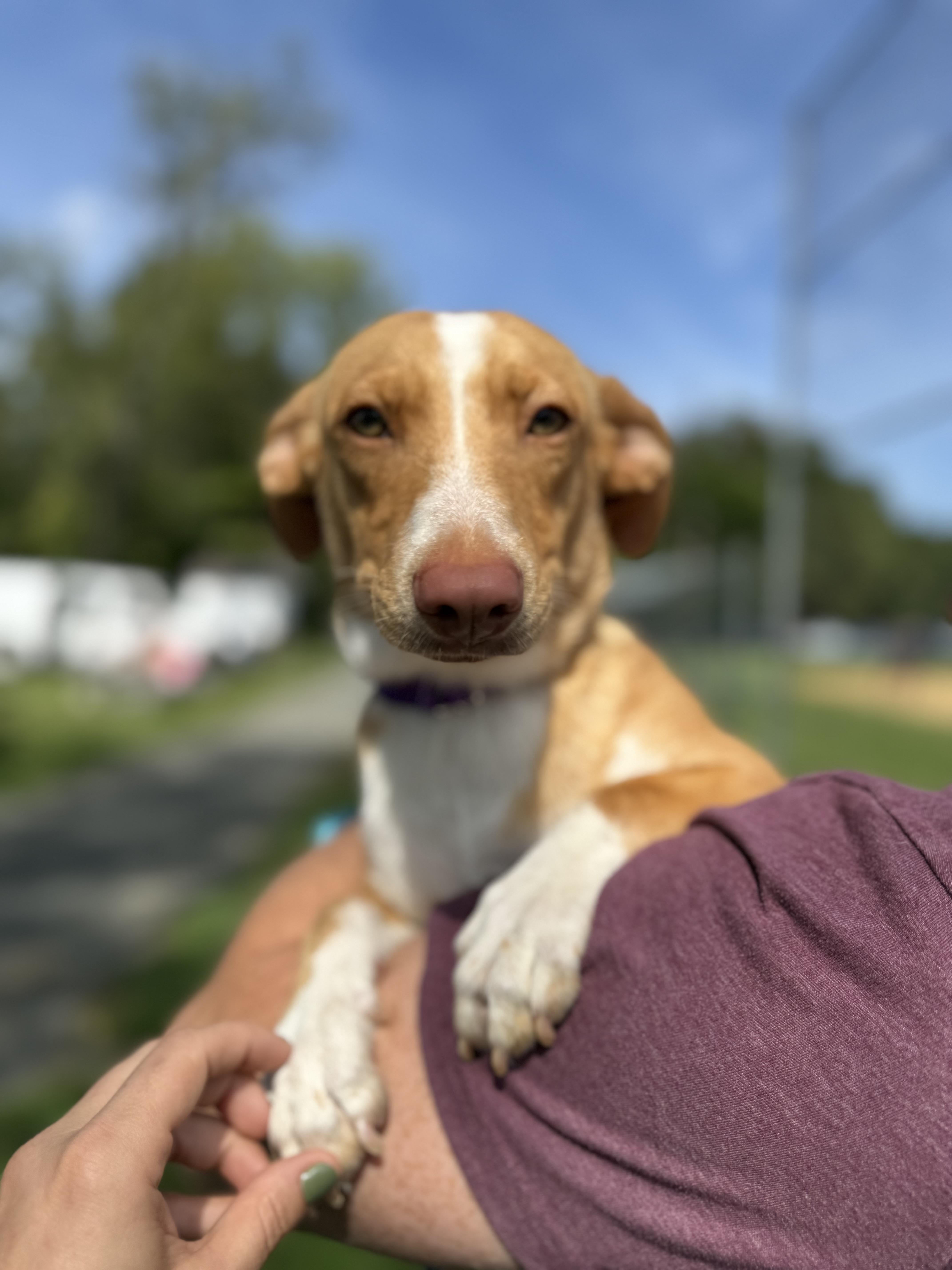 Enlarge Caramelo, a Adoptable Mixed Breed in Mendham, NJ image 2/4