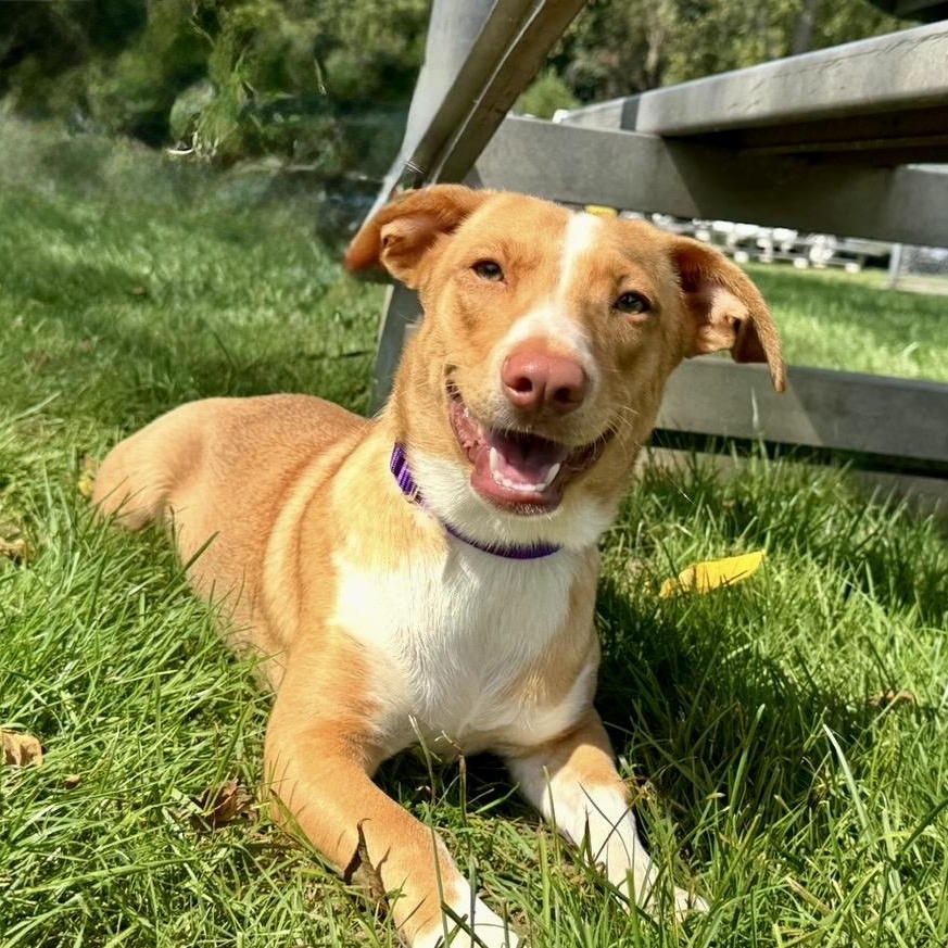 Enlarge Caramelo, a Adoptable Mixed Breed in Mendham, NJ image 1/4