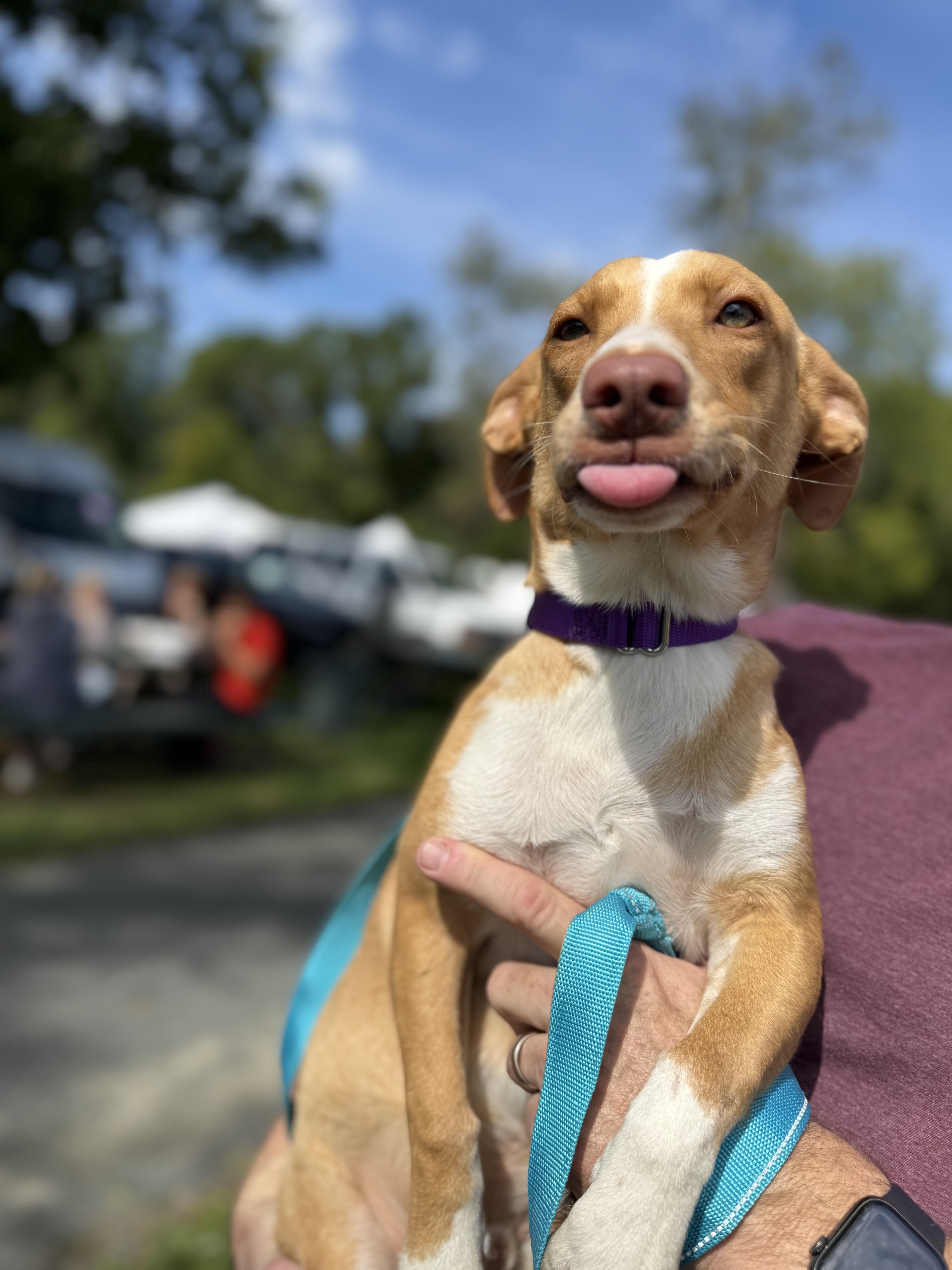 Enlarge Caramelo, a Adoptable Mixed Breed in Mendham, NJ image 3/4