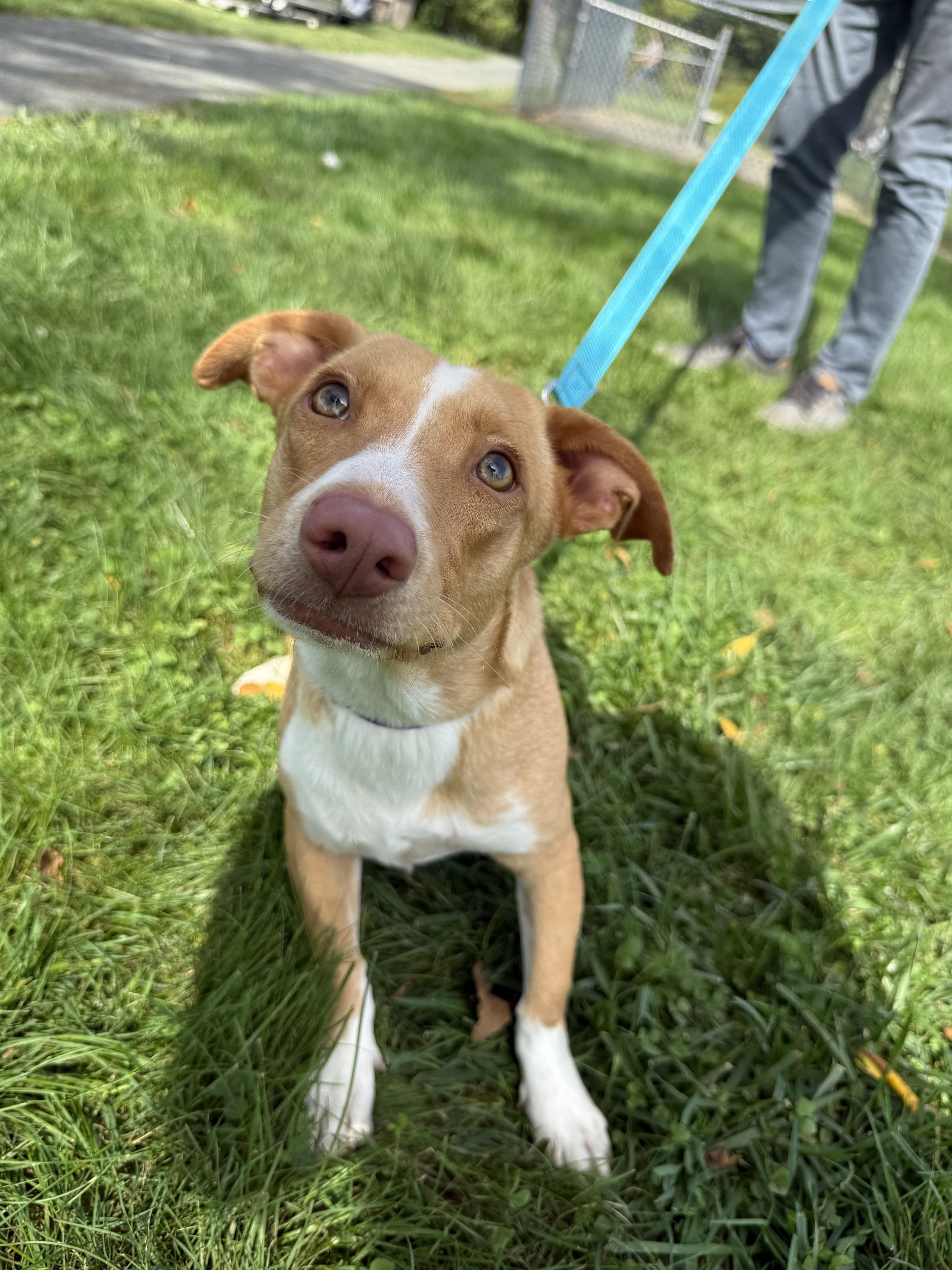 Enlarge Caramelo, a Adoptable Mixed Breed in Mendham, NJ image 4/4