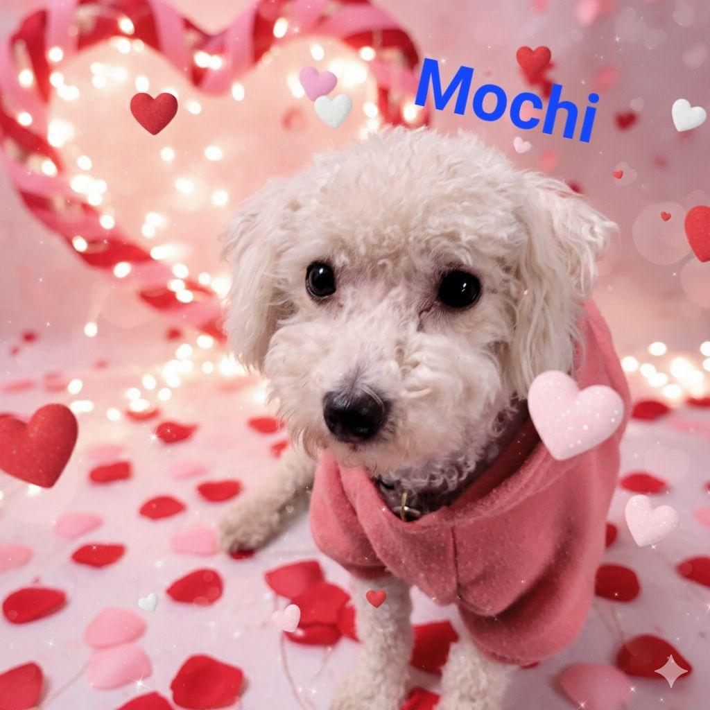 Mochi, Adoptable, Young Male Bichon Frise.