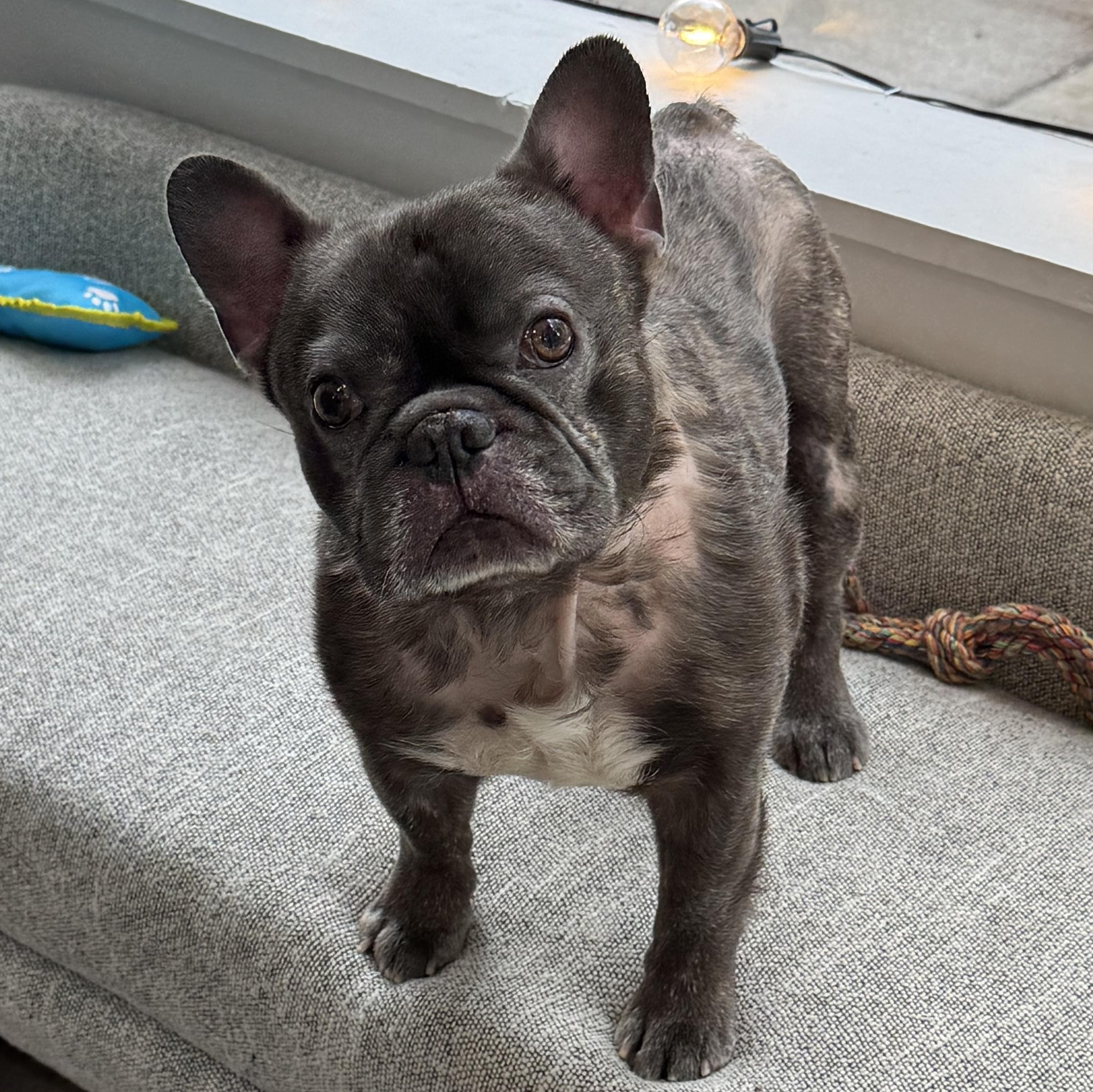 Prince, adopted, Adult Male French Bulldog.