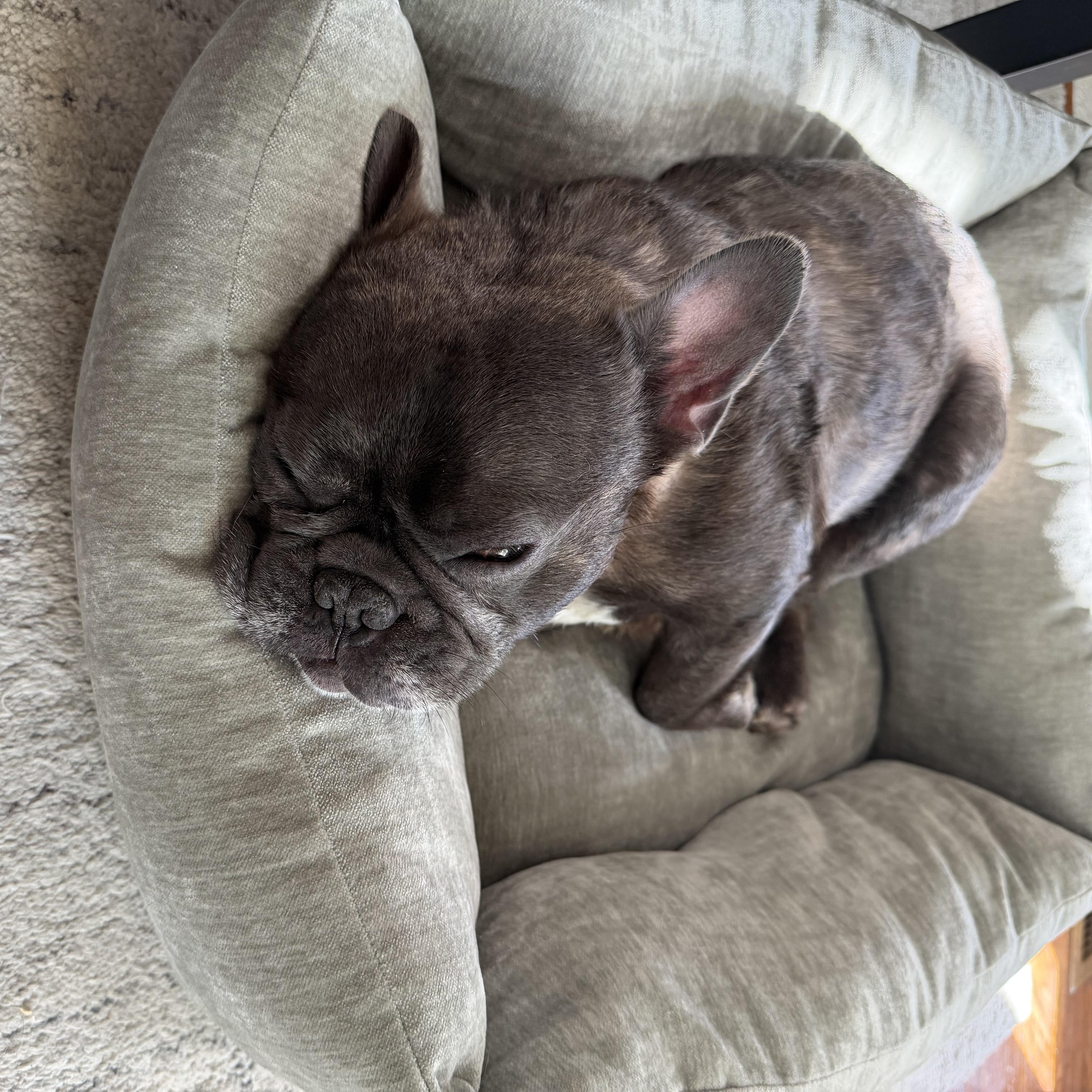 Enlarge Prince, an adopted French Bulldog in Phillipsburg, NJ image 4/6
