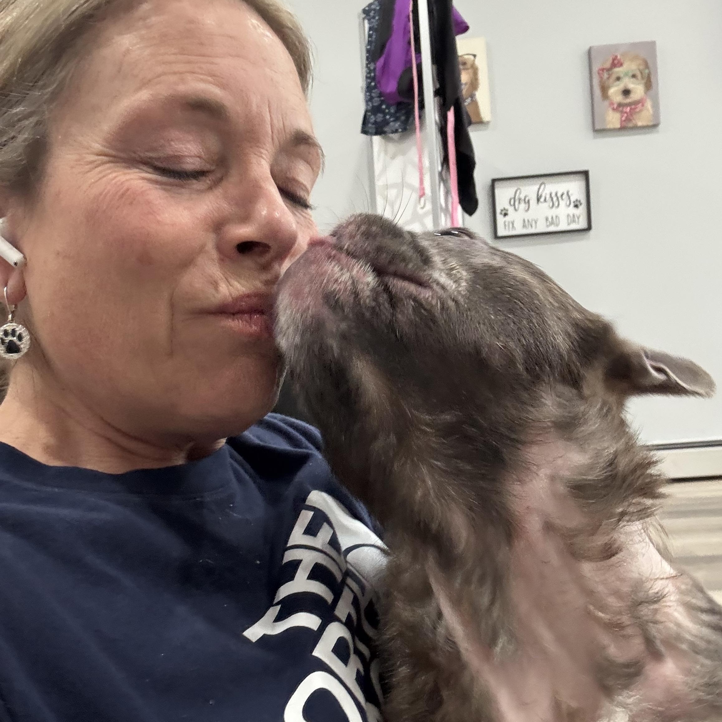 Enlarge Prince, an adopted French Bulldog in Phillipsburg, NJ image 3/6