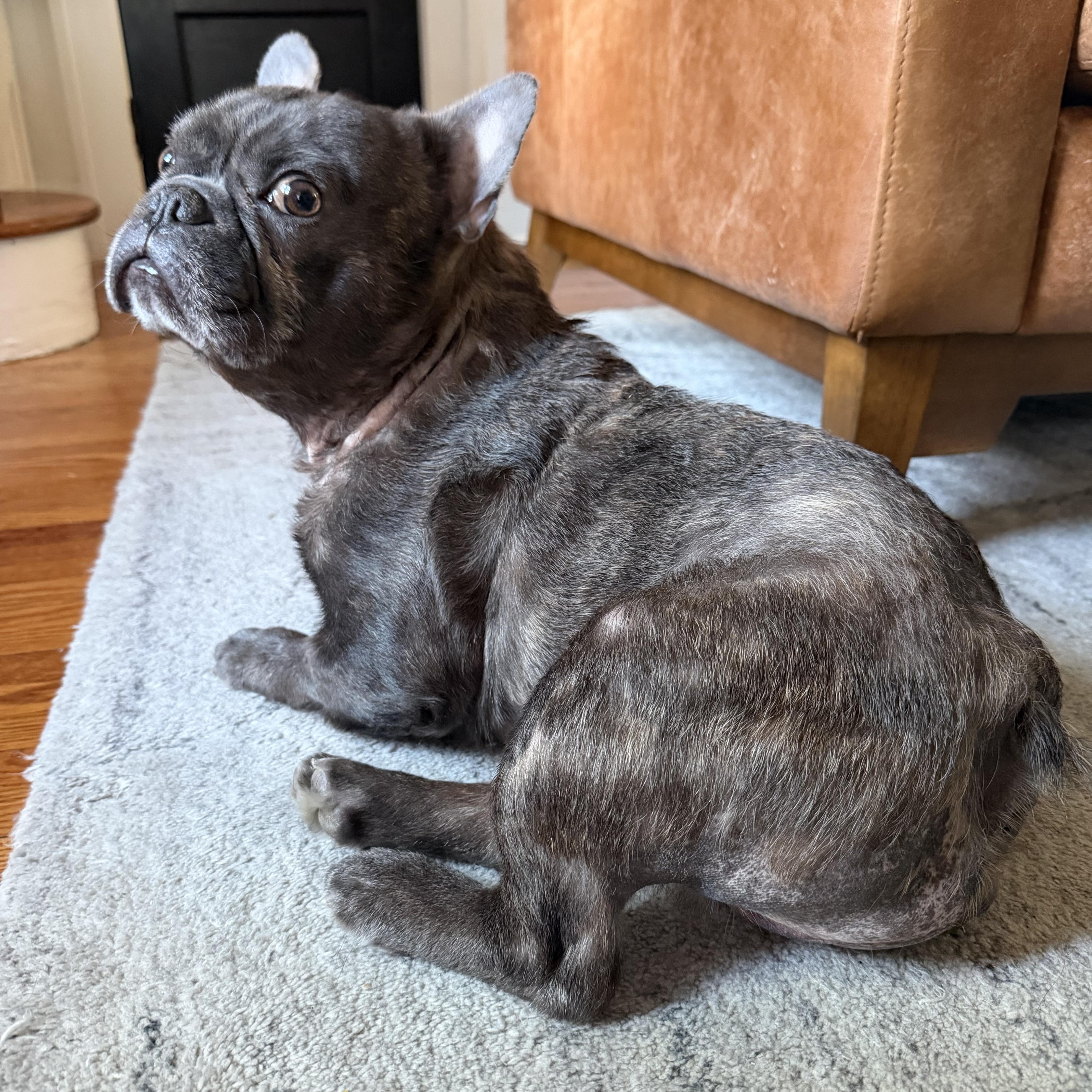 Enlarge Prince, an adopted French Bulldog in Phillipsburg, NJ image 5/6