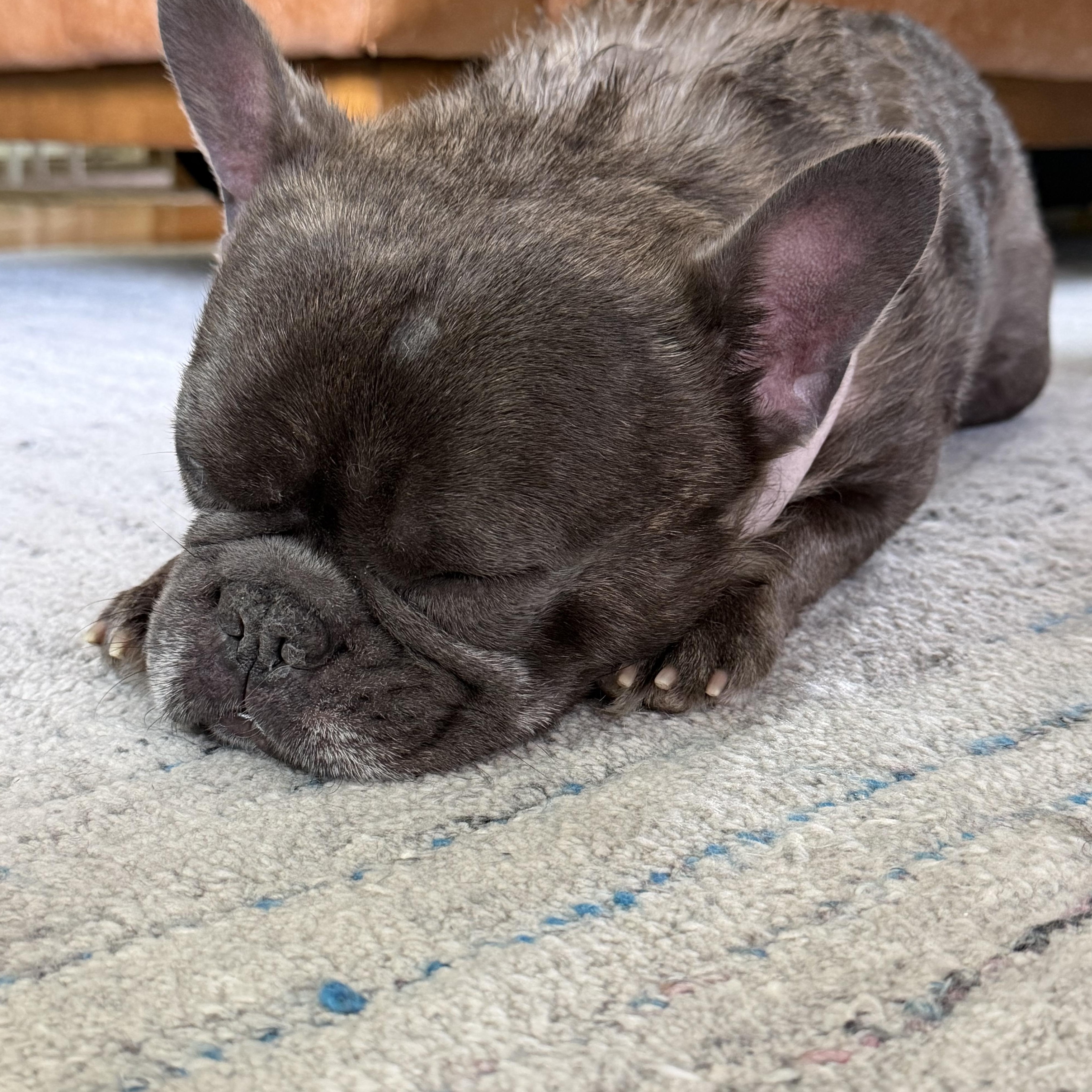 Enlarge Prince, an adopted French Bulldog in Phillipsburg, NJ image 6/6