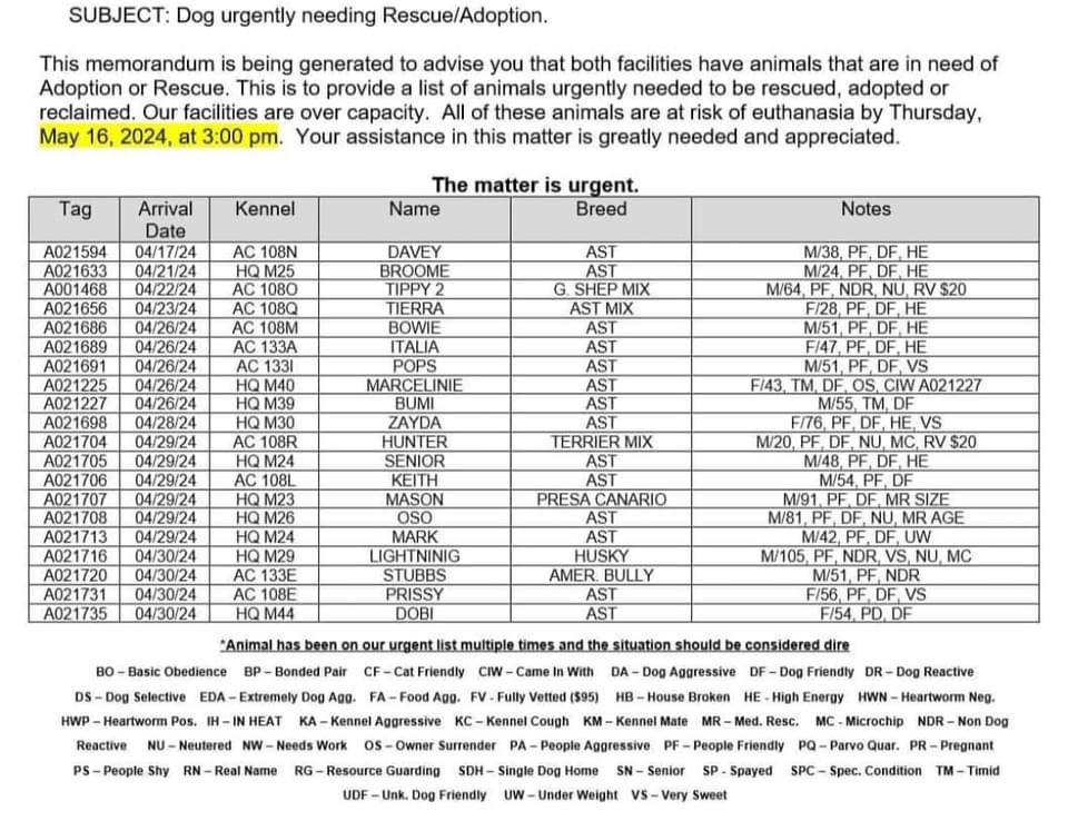CLAYTON COUNTY EUTHANASIA LIST 1/11, a Adoptable mixed breed in SAVANNAH, GA image 6/6