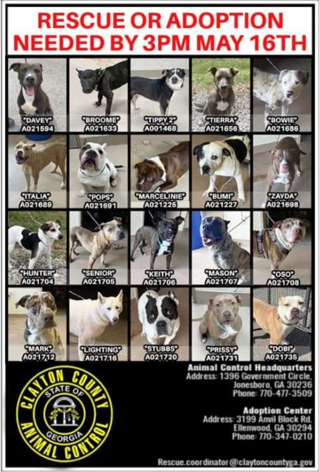 CLAYTON COUNTY EUTHANASIA LIST 1/11, a Adoptable mixed breed in SAVANNAH, GA image 1/6