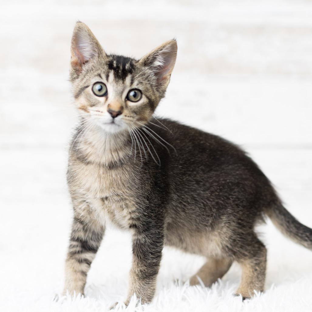 Dewy Dampkins, Adoptable, Kitten Male Domestic Short Hair.
