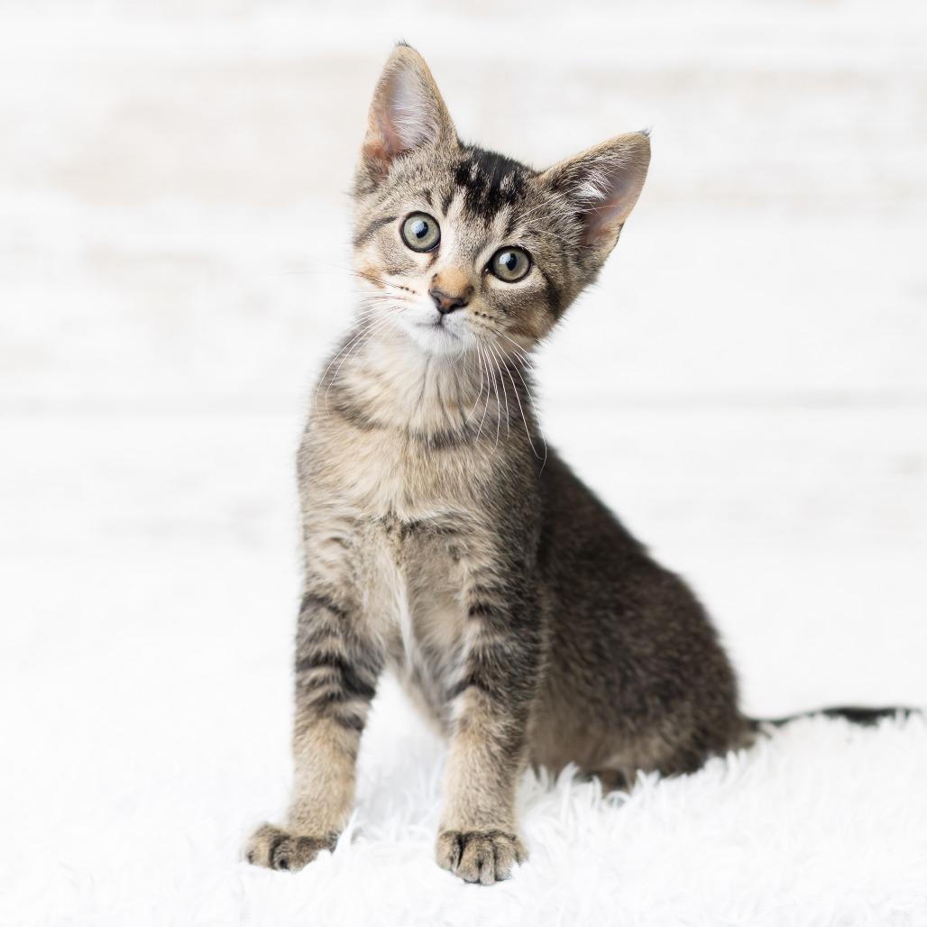 Dewy Dampkins, a Adoptable Domestic Short Hair in St. Paul, MN image 2/6