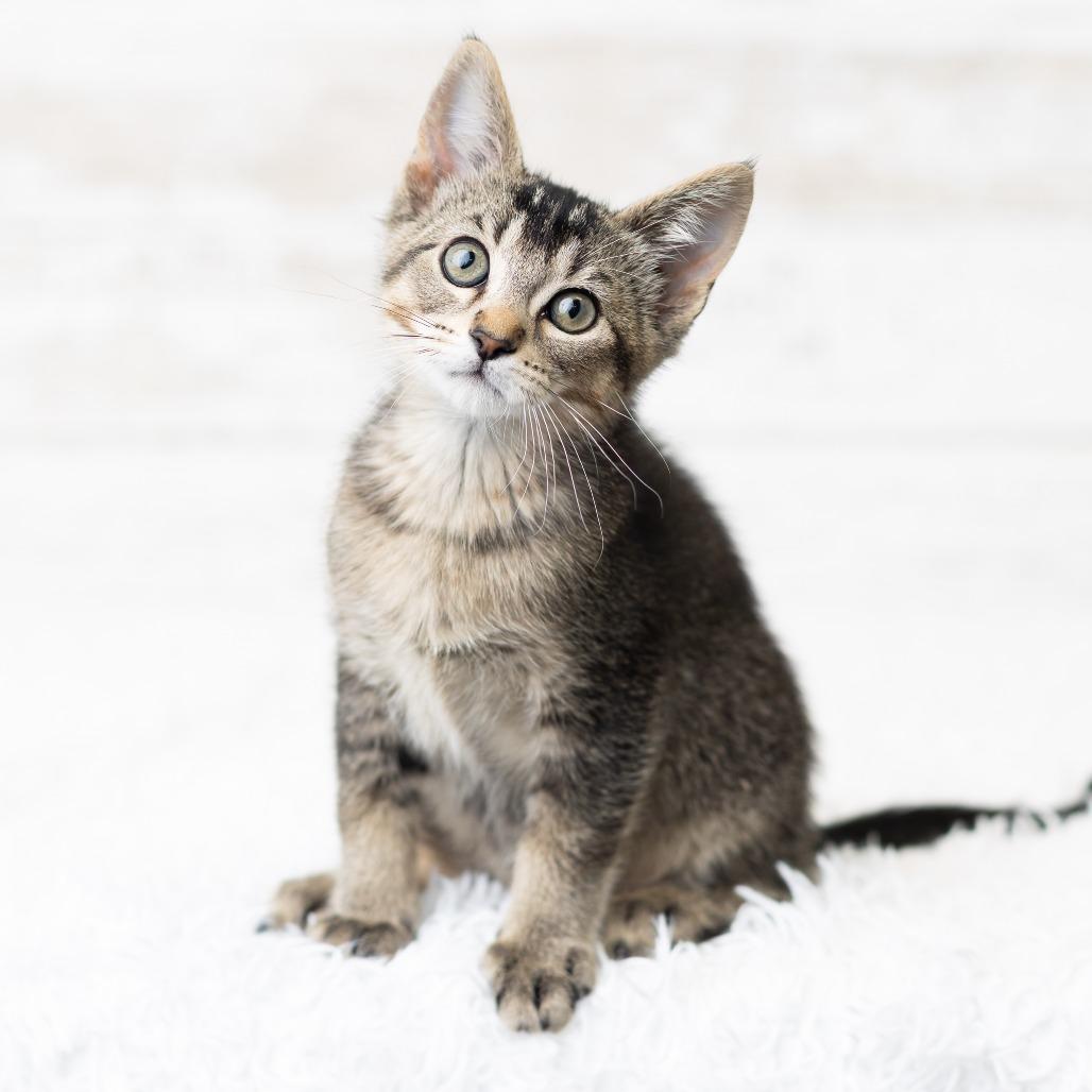 Dewy Dampkins, a Adoptable Domestic Short Hair in St. Paul, MN image 3/6