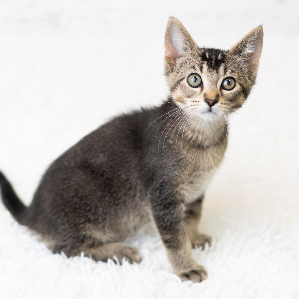 Dewy Dampkins, a Adoptable Domestic Short Hair in St. Paul, MN image 4/6