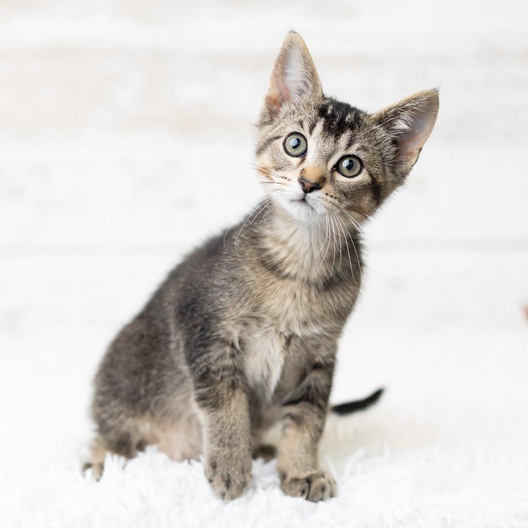 Dewy Dampkins, a Adoptable Domestic Short Hair in St. Paul, MN image 5/6