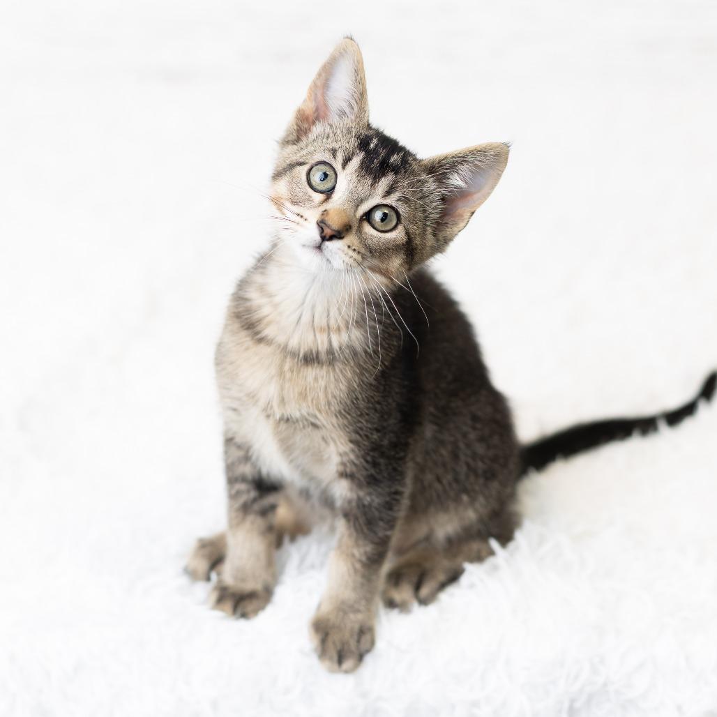 Dewy Dampkins, a Adoptable Domestic Short Hair in St. Paul, MN image 6/6