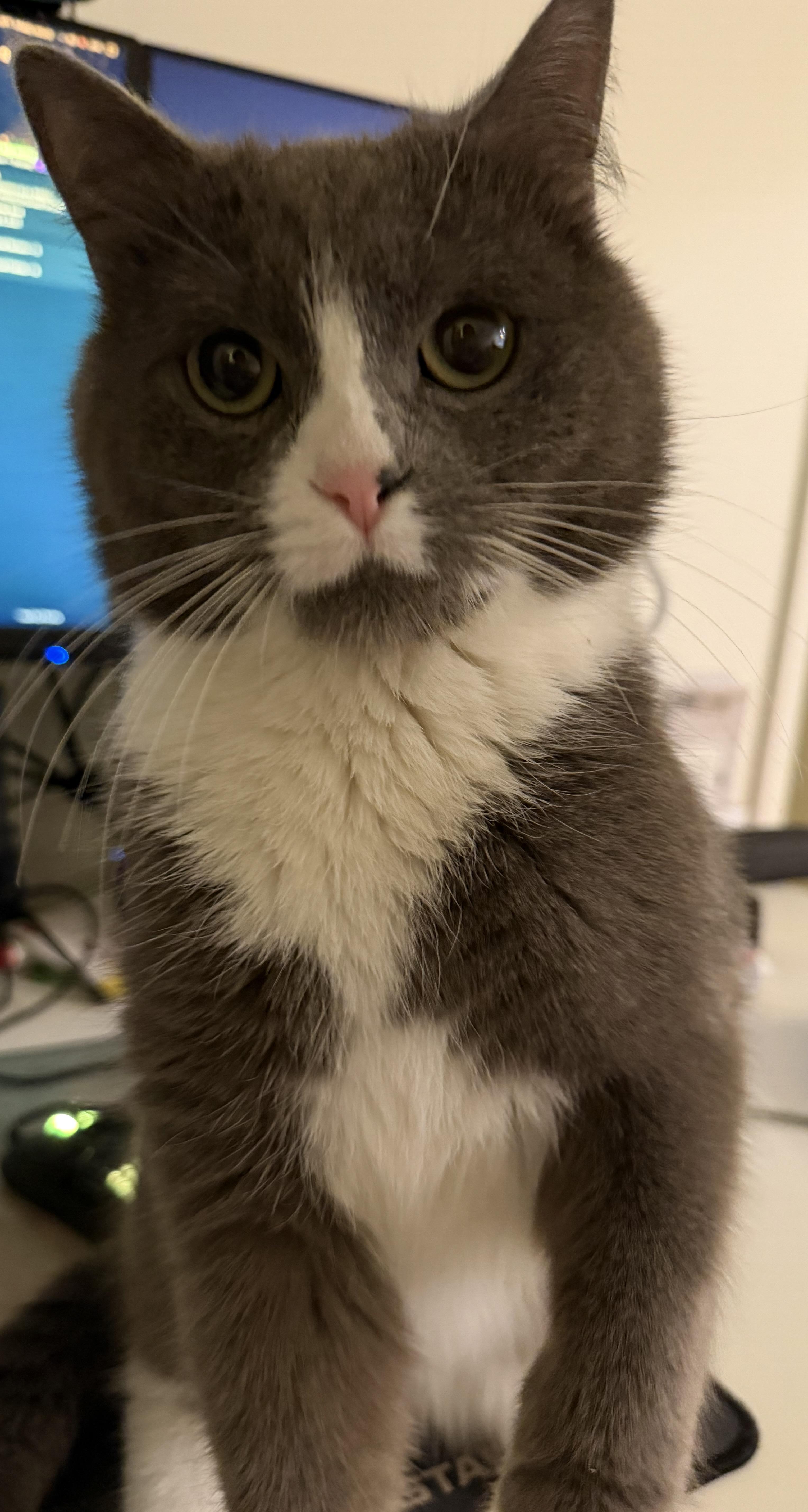 Enlarge Moon, a ADOPTABLE American Shorthair in Brooklyn, NY image 2/2