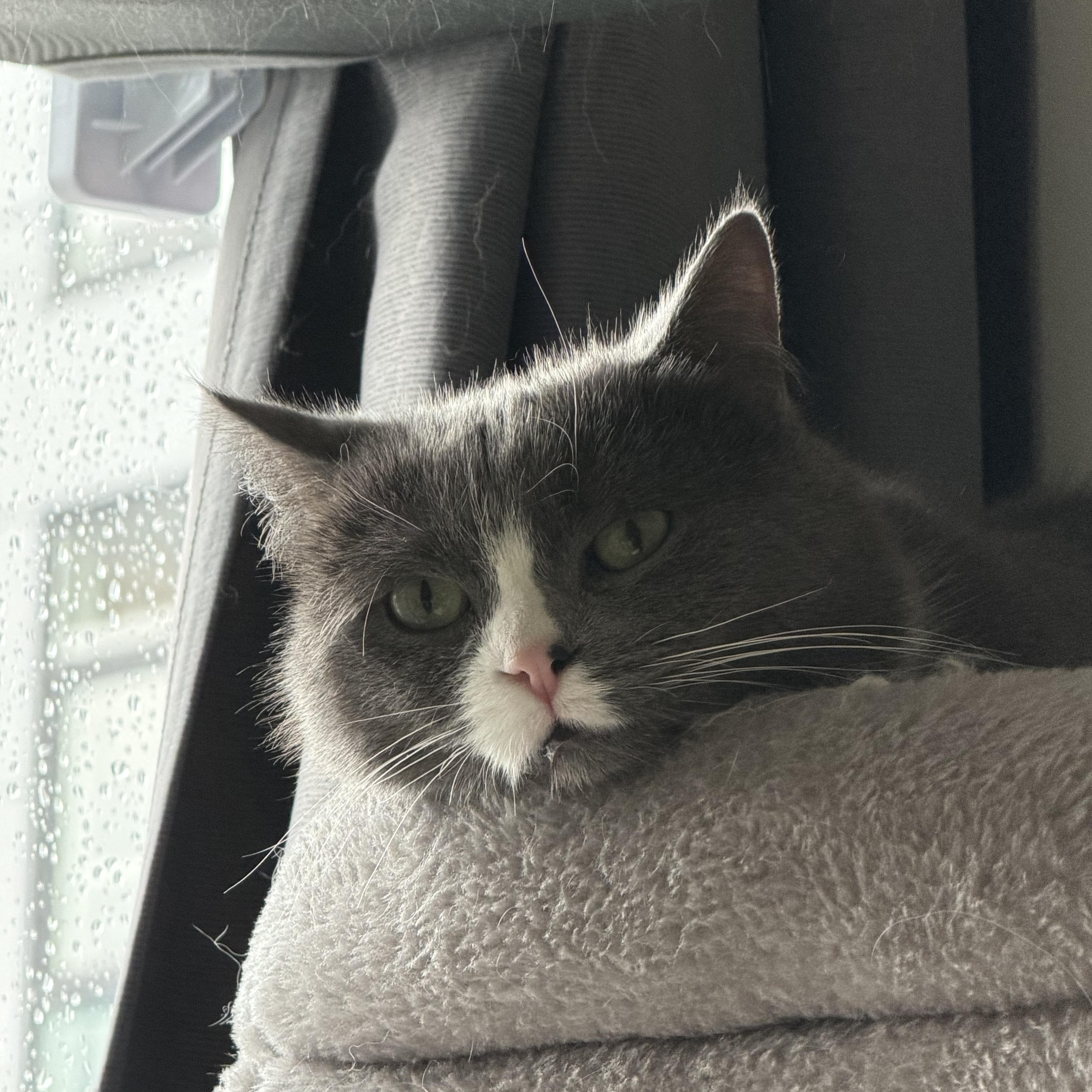 Moon, ADOPTABLE, Adult Male American Shorthair.