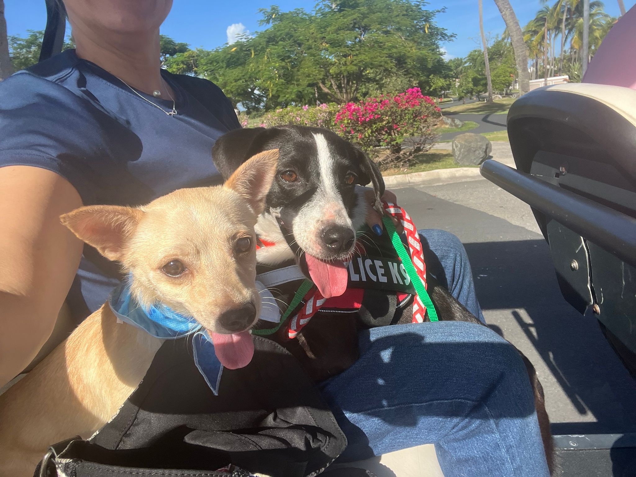 Dog for adoption Astro, a Chihuahua Mix in King of Prussia, PA