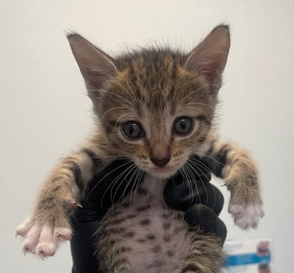 Tanghulu, Adoptable, Kitten Female Domestic Short Hair.