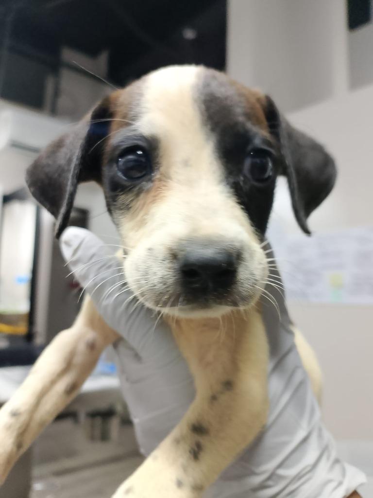 Sol, Adopted, Puppy Female Mixed Breed.