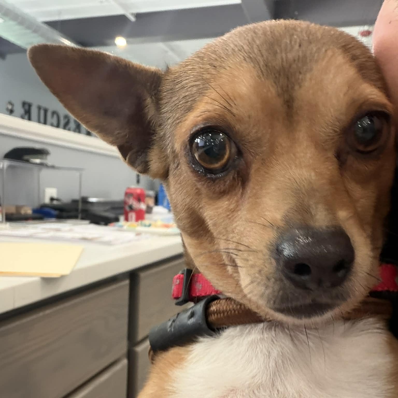 Enlarge Mariposa , an adopted Chihuahua in Minooka, IL image 2/2