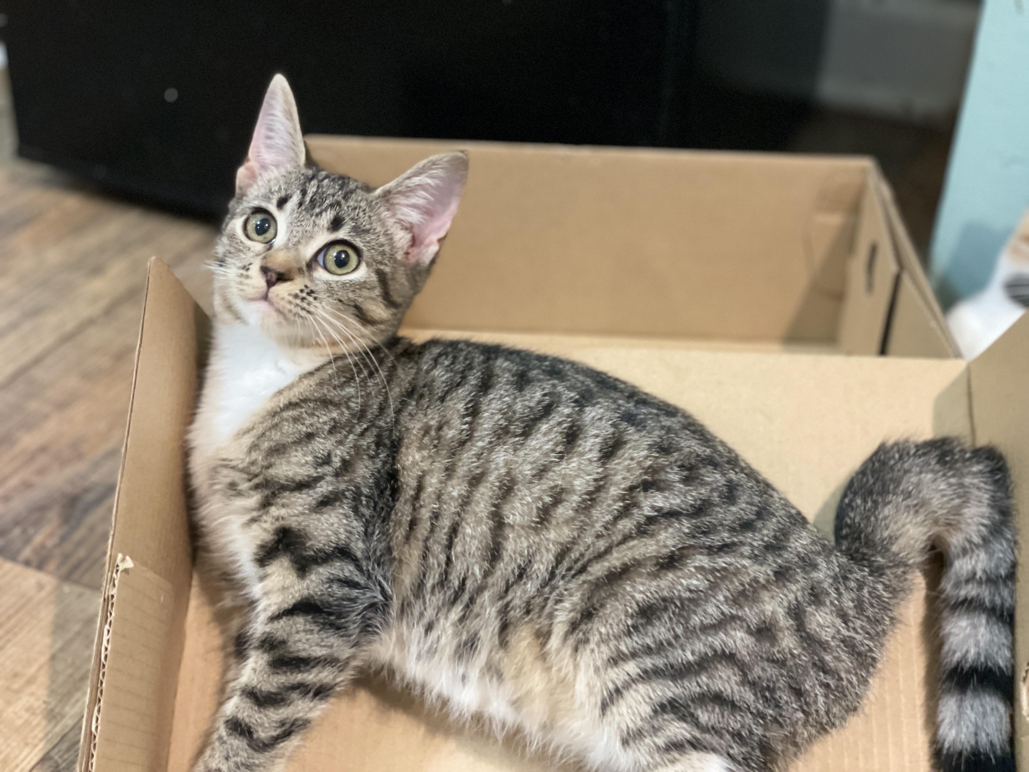 Enlarge Bonnie Rae, a Adoptable Domestic Short Hair in Brewster, NY image 5/6