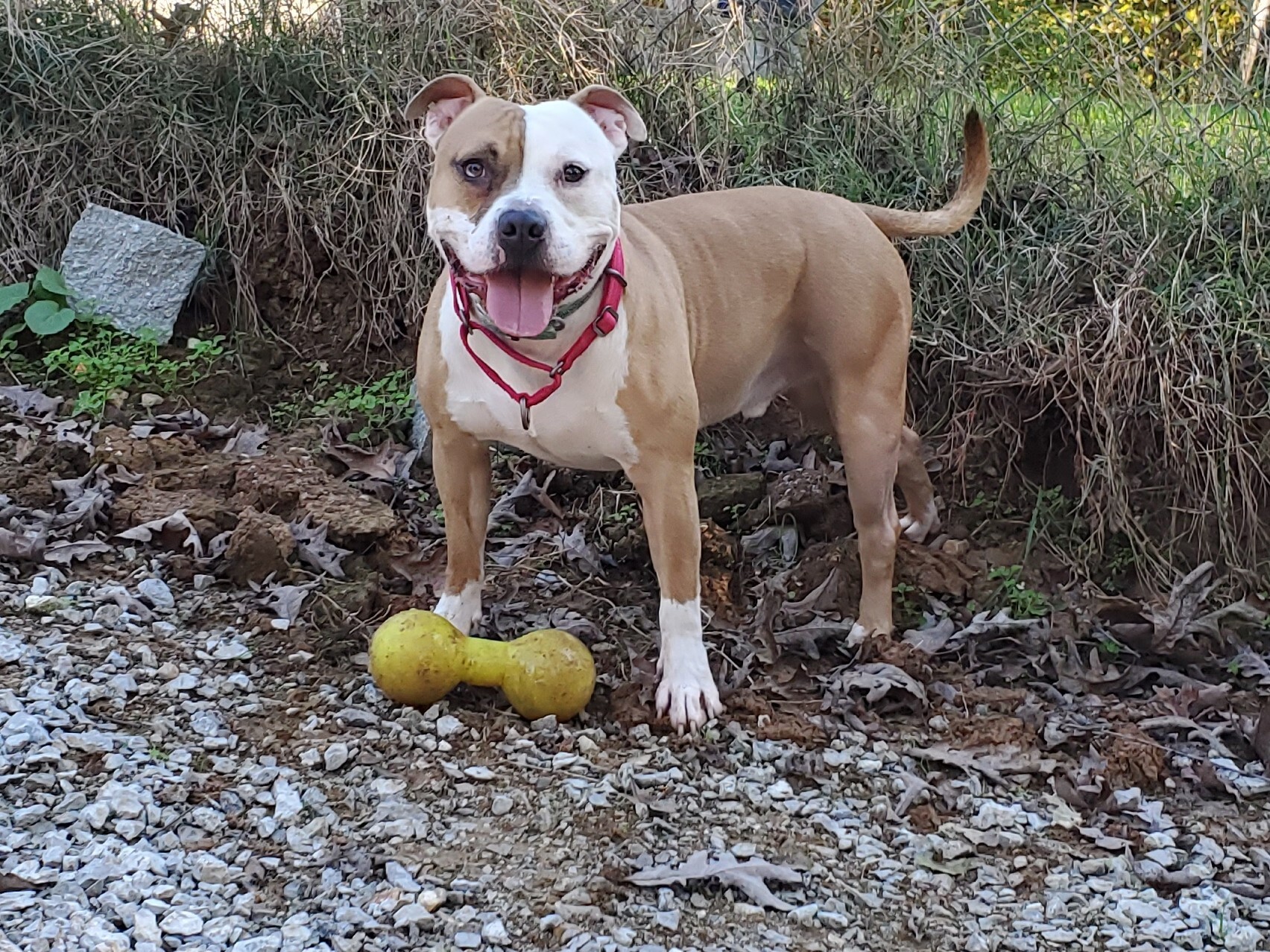 Jack, a Adoptable Staffordshire Bull Terrier in Saint Charles, MO image 2/6