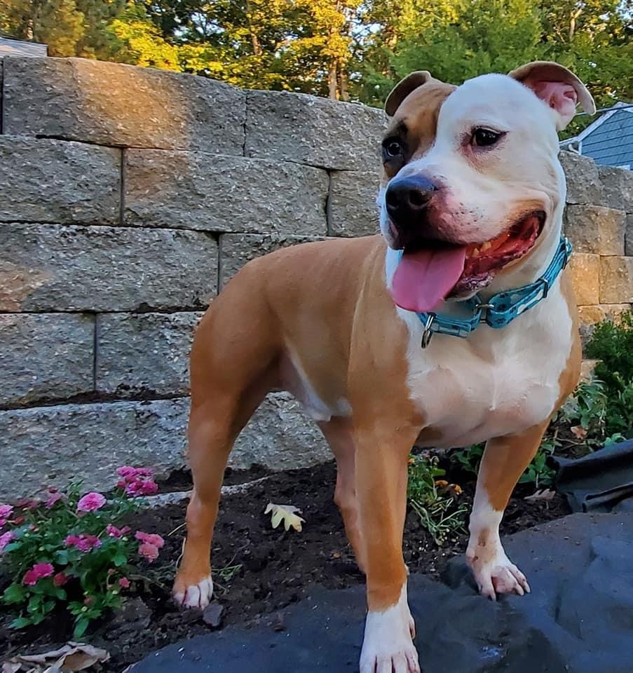 Jack, a Adoptable Staffordshire Bull Terrier in Saint Charles, MO image 3/6
